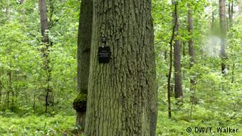 Лес скорби Лес скорби